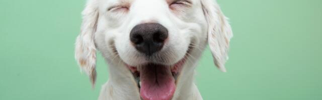 Evo zbog čega su psi najpametnije životinje