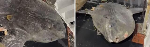 Morski div od 200 kg imao sreće što je naišao na Ivana i drugove: Posada pocepala mrežu da ga oslobodi