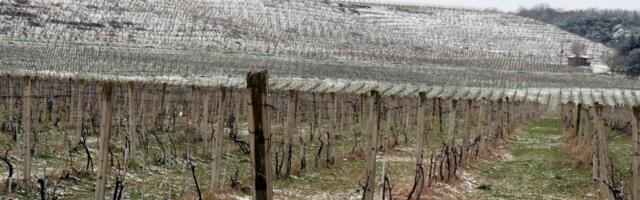 Kako sačuvati voćnjake od prolećnog mraza? Postoji samo jedan način da zaštitite stabla, evo kako