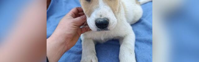 Tromesečni Bora je NAJLEPŠE ŠTENE koje čeka dom: Preživeo napuštanje, glad, kišu i hladnoću