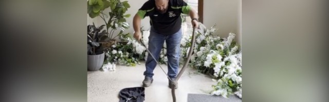 Opasna zmija ušla u kuću: Ovako su se izborili (VIDEO)