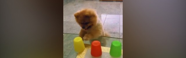 Koliko je sladak: Pomeranac "šibicari" (VIDEO)