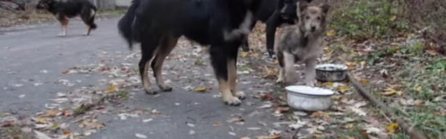 DVA PSA UBILA ŽENU KOD FRUŠKE GORE Došla da poseti komšiju, pa stradala zbog njegovih ljubimaca