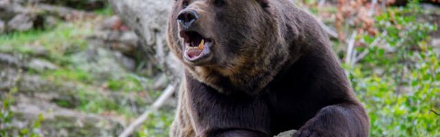 Medved napao čoveka u javnom toaletu: Samo je OVO mogao da uradi, tragedija čudom izbegnuta