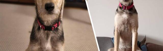 Potraga za Kirom još traje: Pas čipovan, ima dve ogrlice, misteriozni poziv dodatno uznemirio vlasnike