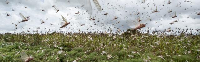 Rojevi skakavaca uništavaju useve: Naučnici su pronašli način da to zaustave