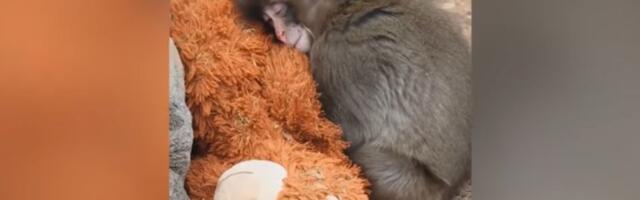 FOTO, VIDEO: Usamljeni majmun sa plišanom igračkom zbližio se sa drugim makakijima i dobio zaštitnika