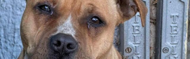 Hitno zbrinjavanje psa sa ulica Beočina: Trpi napade mužjaka, građani prete lokalnom Zoohigijenom