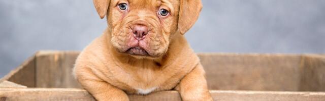 Brazil uvodi zajedničko starateljstvo nad životinjama za razvedene parove