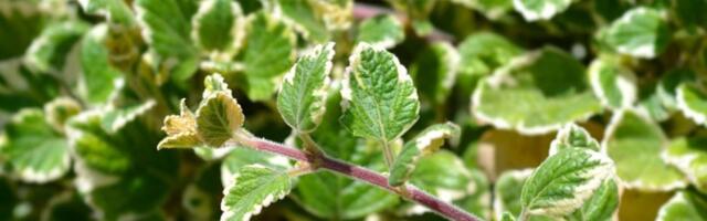 Ovo je biljka koja tera komarce: Prelepa je i lako se održava