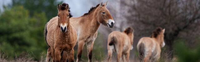 Дивље животиње населиле зону искључења