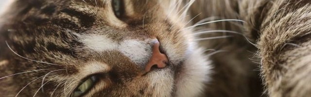 KO KAŽE DA SE PAS I MAČKA NE VOLE!? Oni su pravi prijatelji (Video)