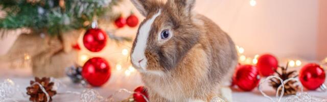 Zec obožava novogodišnje praznike: Njegova reakcija na kićenje jelke topi srca - internet se usijao (VIDEO)