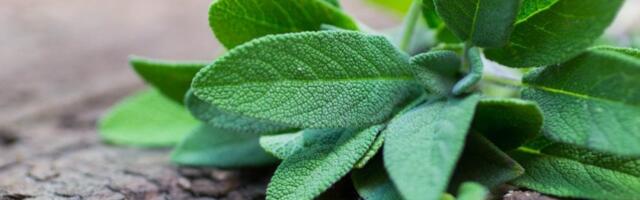 Biljka koja poboljšava san: Popijte šolju napitka pred spavanje i budićete se odmorni svako jutro