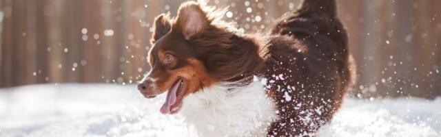 Pas prešao 241 km preko zalađenog mora da bi se vratio kući