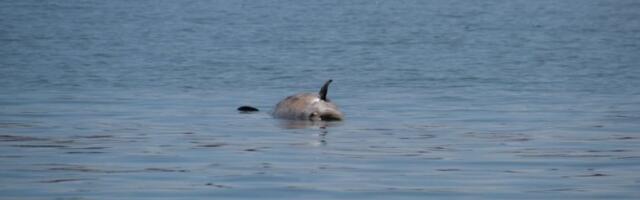 BEŽIVOTNA TELA PLUTAJU JADRANSKIM MOREM! Ribolovci naišli na tužan prizor - FOTOGRAFIJE RASPLAKALE REGION (FOTO)
