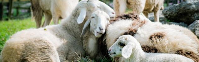 Представљена колекција одеће од вуне „геј оваца”