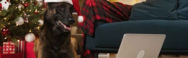 Opasan pas mekog srca: Reakcija belgijskog ovčara na poklon istopila srca miliona (VIDEO)