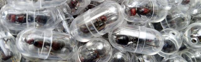 Kinez uhapšen zbog krijumčarenja 2.000 egzotičnih mrava iz Kenije