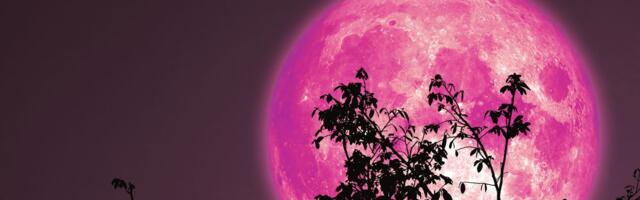 Božanski trenutak na nebu 2. aprila: Poseban Ružičasti pun mesec pred Uskrs nudi priliku za ponovno rođenje