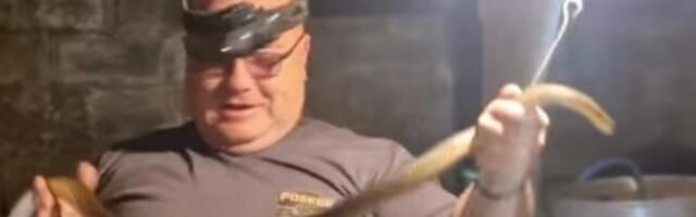 "HOĆE DA PIJE SA ČIKA SLOBODANA!" Pogledajte samo gde je zmijolovac Vladica našao zmiju, NEVEROVATNO! (VIDEO)