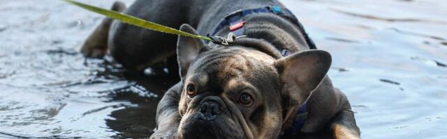 Kako rashladiti psa tokom šetnje? Trikovi veterinara koji mogu da im spase život (VIDEO)