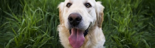 PAS JE I NAJBOLJI PRIJATELJ DECE! Pogledajte i zašto! (Video)