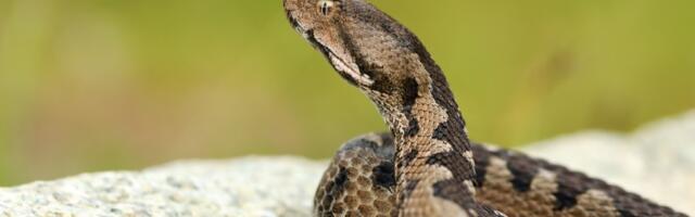 Najotrovnije zmije na svetu