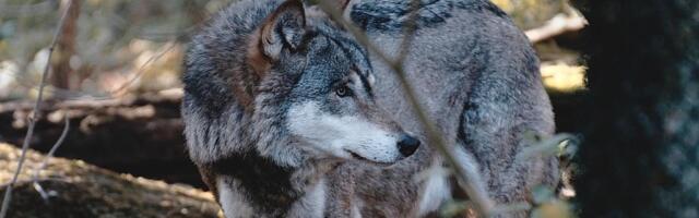 Vuk pokušao da pobegne iz zoo vrta u Tokiju, ali nije stigao daleko