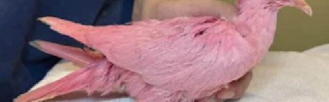 UŽASAN TREND ZAHVATIO SRBIJU! Pogledajte šta rade golubovima kako bi otkrili pol bebe (VIDEO)