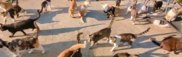 Spašavaju mačke, nisu ni sanjali da će ih biti ovoliko (VIDEO)