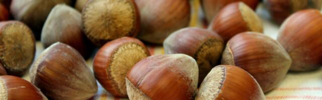 Uskoro objekat za skladištenje lešnika u Novom Pazaru