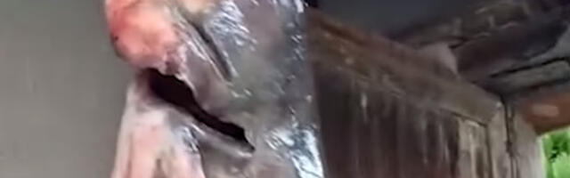 Kapitalac uhvaćen na Dunavu kod Smedereva: Poznati ribolovac se pohvalio ogromnim somom (VDIEO)