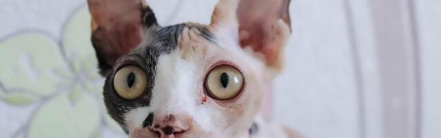 U Holandiji od 1. januara počinje da važi više od 80 novih zakona, pa i onaj o bezdlakim mačkama