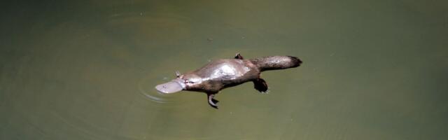 Pecaroš iz Melburna u reci slikao ROZE KLJUNARA: U poslednja dva veka viđeno ih je samo desetak