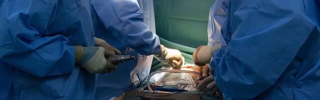 Rusi planiraju da do 2030. uzgoje genetski modifikovane svinje za doniranje organa ljudima