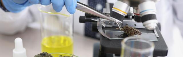 Lekovi od kanabisa smatraju se efikasnim za neuropatski bol: Evo šta je utvrđeno u istraživanju na 2.100 ljudi