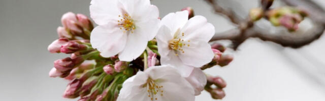 ​Токио: сезона цветања трешње почела раније него иначе