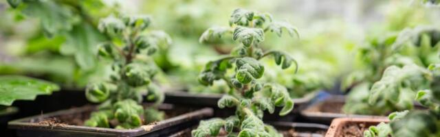 Ova biljka je spas protiv insekata i komaraca: Poznata i kao Sveta Petka i hilandarski bosiljak neguje se lako