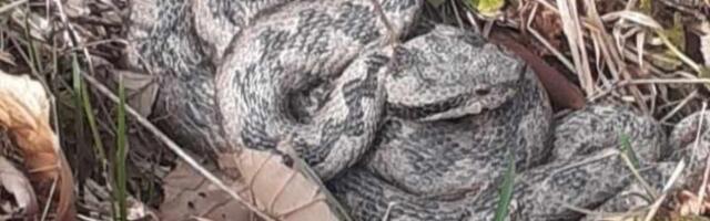 Pogledajte snimak poskoka na Velebitu, nećete verovati koliko je brz: Ljudi upozoravaju - "PAZITE SE"