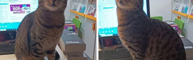 Gde je nestao Boža, mačak koji živi u Oksford centar knjižari: Beograd u potrazi za omiljenim ljubimcem