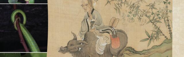 U maglovitim šumama otkriveno stvorenje nazvano po Lao Ceu: Genetsko sekvenciranje dovelo do identifikacije