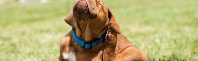 Veterinar otkriva TRIK koji otkriva da li vaš ljubimac ima buve, a da to i ne znate (VIDEO)