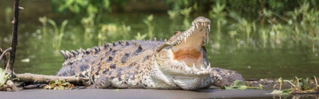 POŽAR U ZOOLOŠKOM VRTU! Vatrogasci kapitulirali, nastradalo 28 KROKODILA i jedna KORNJAČA