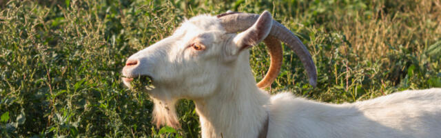 Расписан Јавни позив за подстицаје за очување животињских генетичких ресурса