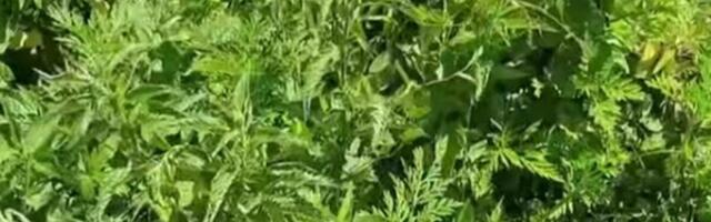 Biljka koju svi gazimo donosi velike pare: Sušena donosi i veću cenu - za ovoliko se prodaje na pijaci