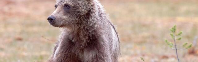 Stanovnici Severne Makedonije upozoreni na medveda - u pitanju je mladunče