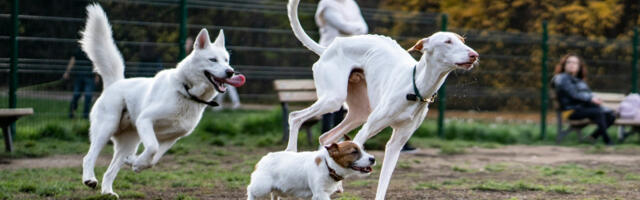 Tableta produžava život psima: Naučnici na pragu “fontane mladosti” za ljubimce, zna se i vremenski okvir