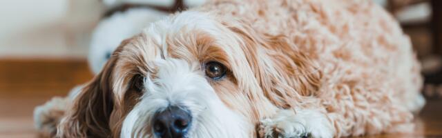 Rasa bez glasa: Direct Media poziva na podršku napuštenim životinjama