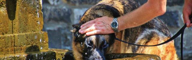 Upozorenje veterinara: Opekotine od sunca su izuzetno opasne po kućne ljubimce